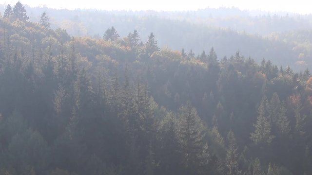 Forest in autumn in haze
