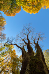 Autumn trees and blue sky