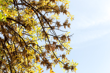 yellow leaves of trees in autumn