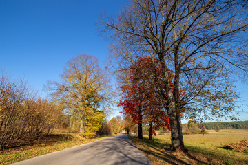 Naklejka na ściany i meble Autumn scene with road and trees