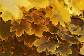 Autumn leaves. Nature background