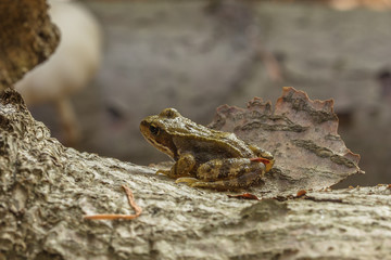 frosch im herbst