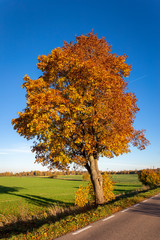 Naklejka premium Autumn scene with tree.