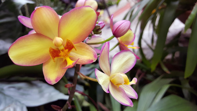 a cluster of blooming orchid flowers