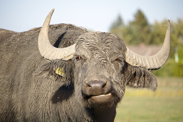Portrait of a water buffalo