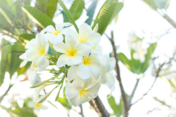 Fototapeta premium Group of white frangipani flowers on tree.( Pagoda tree, Temple tree)