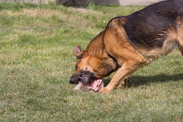 dog eats bone meat,German Shepherd Eats Bone Hunting Meat