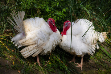 Full view of pair wild white turkey (Meleagris gallopavo) on the meadow