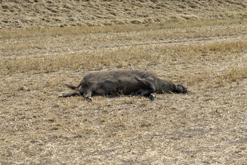 dead boar on harvested field