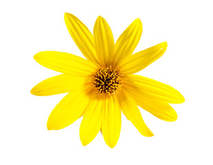 yellow daisy flower isolated on white background