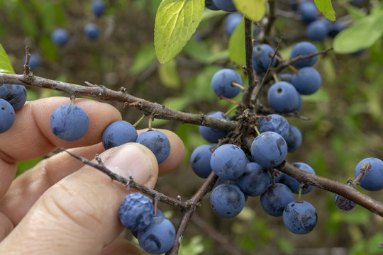 Prunelle Billeder Gennemse 11,747 stockfotos, vektorer og videoer