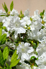 rhododendron blanc