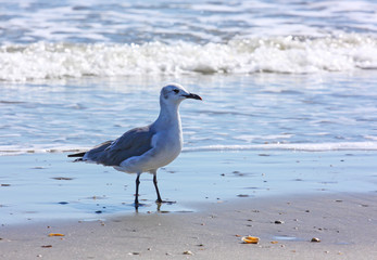 Seagull at Ocean Shoreline