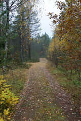 Fototapeta na wymiar Beautiful Karelian forest landscape in early autumn in Russia