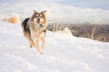 Dog Running in Snow