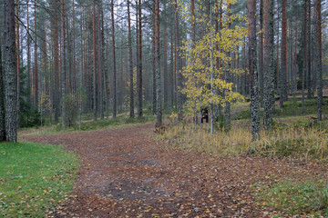 Beautiful Karelian forest landscape in early autumn in Russia
