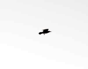Ravens
