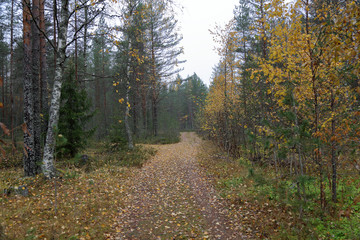 Beautiful Karelian forest landscape in early autumn in Russia
