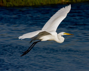 Great Egret