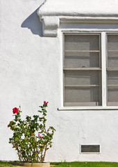 Rose Bush and Window