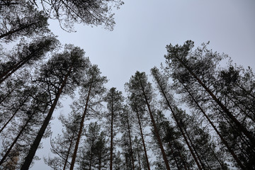 Beautiful Karelian forest landscape in early autumn in Russia

