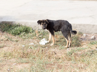 abandoned dog