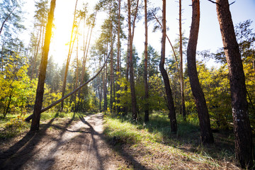 beautiful autumn pine forest