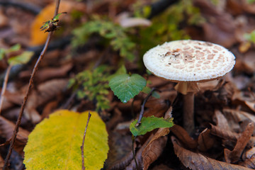 Lepiota is a genus of gilled mushrooms in the family Agaricaceae. All Lepiota species are...