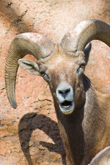 Desert Bighorn Looking at You.