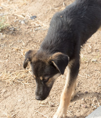 abandoned dog