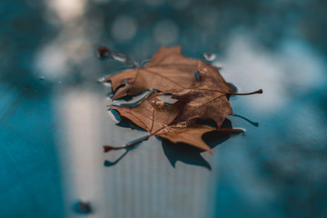 Naklejka premium leaf on black background