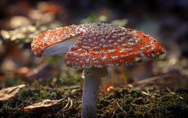Amanita muscaria fly agaric red mushrooms with white spots in grass