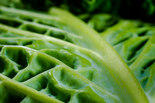 A macro view showing the detail contained within the outer layers of a simple Savoy Cabbage