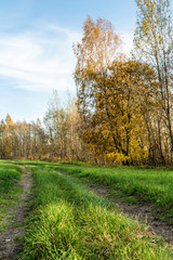Naklejka premium a rural road passes through a green field, trees with yellow orange foliage, autumn landscape