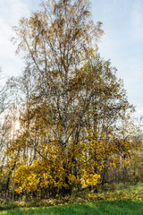 Fototapeta premium green grass, trees with yellow orange foliage, autumn landscape