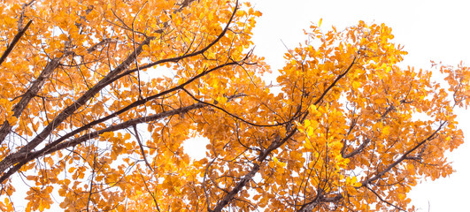 the leaves on the tree in nature in autumn