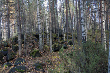 Beautiful Karelian forest landscape in early autumn in Russia
