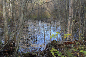 Beautiful Karelian forest landscape in early autumn in Russia
