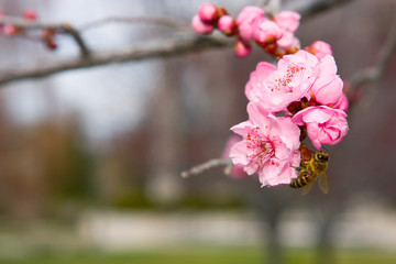 Almond flowers with bee.