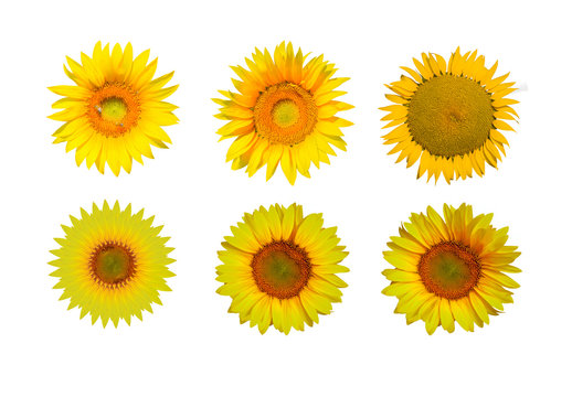 Sunflower isolated white background