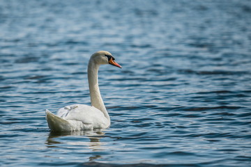 Elegant white mute swan swimming in a blue lake on a cold sunny day, wind making waves, reflection in water
