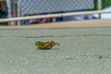 Crawling Frog