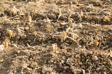Corn stubble field on corn
