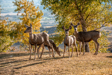 deer on utah mountain