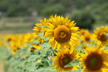 Fototapeta premium Sun flower