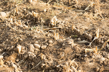 Corn stubble field on corn