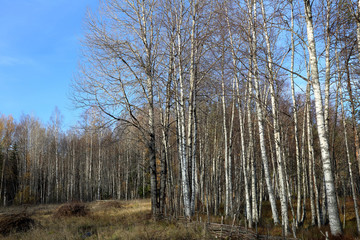 Beautiful Karelian forest landscape in early autumn in Russia
