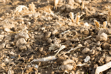 Corn stubble field on corn