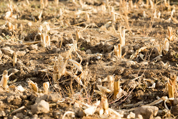 Corn stubble field on corn