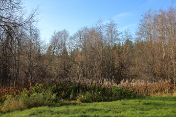 Beautiful Karelian forest landscape in early autumn in Russia

